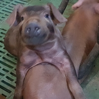 Schweine_1